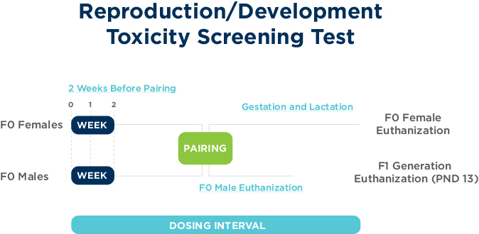 Reproduction Development Toxicity Screening Test