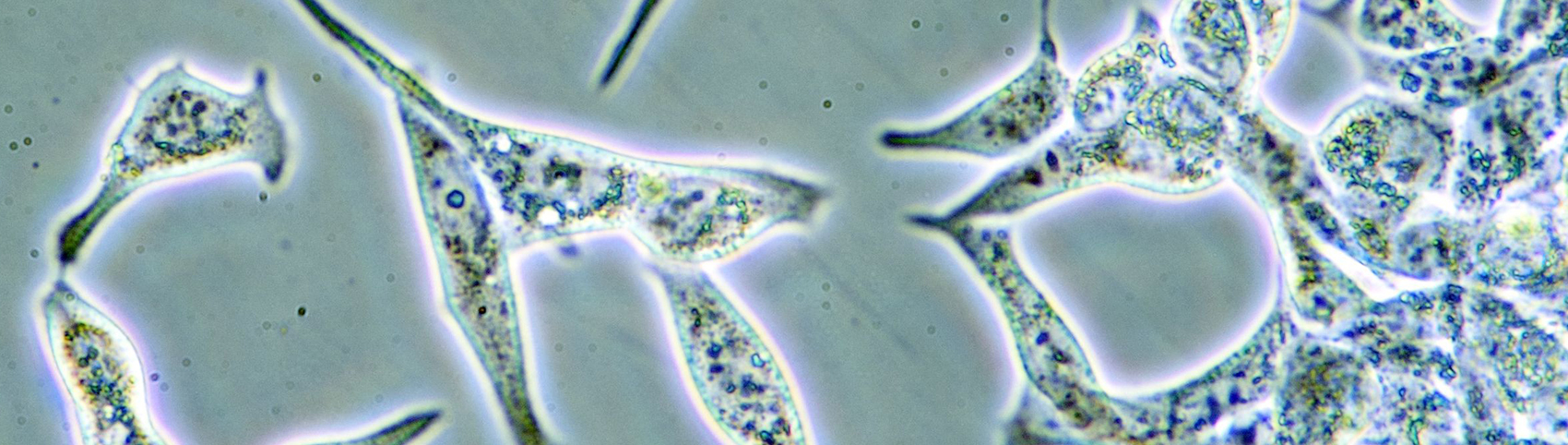 顕微鏡で見た細胞の画像