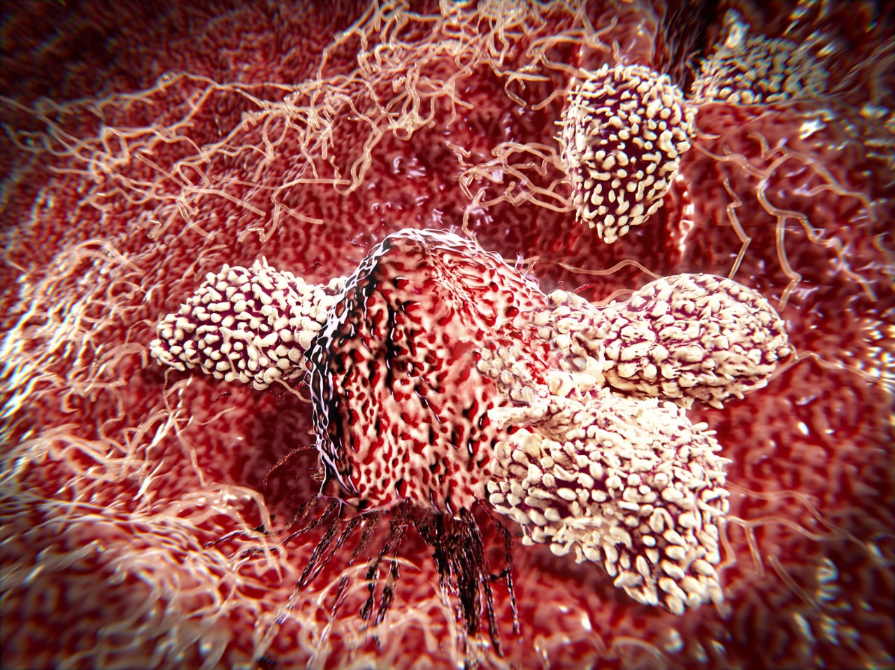 Les cellules NK ont gagné leur réputation de cellules « tueuses » il y a près de 40 ans, lorsque les chercheurs ont observé la rapidité de la réponse immunitaire de ces lymphocytes, au moment de détruire les cellules hôtes infectées par un virus ou les cellules tumorales. Les cellules NK semblaient capables de s'attacher spontanément, sans activation préalable.