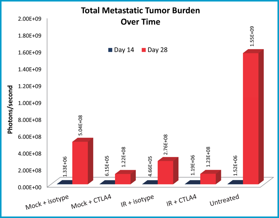 Fig 3B: Quantification of metastatic burden and response to treatment.