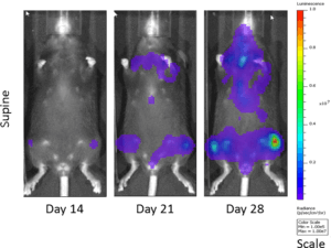 Fig. 2 : imagerie par bioluminescence de cellules 5TGM1 chez les souris C57BL/KaLwRij