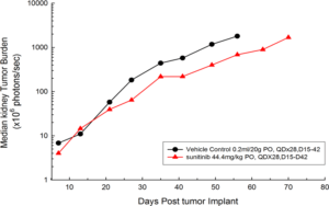 Figura 1: señal promedio de BLI del carcinoma renal humano 786-O (pMMP-LucNeo) ortotópico