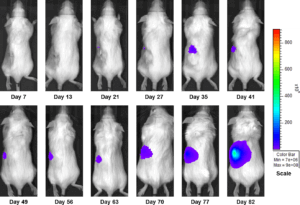 Figure 3b: Representative Images of Disease Progression – Sunitinib 60mg/kg PO, QDX28
