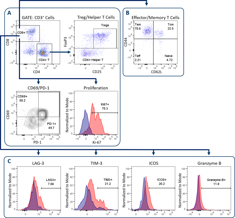 图1：使用扩展型CompT™试剂组分析T细胞 幼稚MC38肿瘤采集自C57BL/6小鼠。(A) CD4+辅助细胞、CD8+ T细胞和Treg定量，包括对增殖的测量（Ki-67分析）和CD69/PD-1标记物表达。(B) 效应子/记忆CD8+ T细胞分析，以量化幼稚、Teff、Tem和Tcm亚群。(C) 对于T细胞活化/衰竭标记物的扩展分析包括粒酶B。红色峰代表靶标染色的细胞。蓝色峰代表未染色的阴性对照。