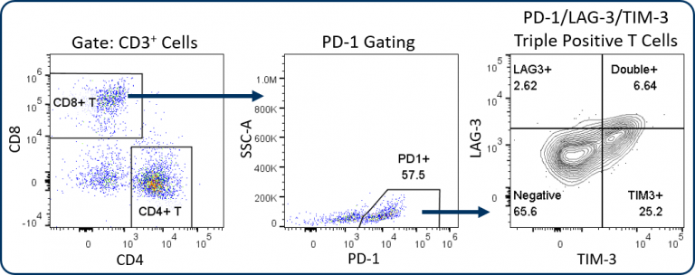 Fig. 2: Multiplexed analysis of T cell activation/exhaustion markers in naïve MC38 tumor-derived cells. The Expanded CompT™ panel measures co-expression of several T cell biomarkers for both exhaustion and anti-tumor activity simultaneously. In this example, PD1+ CD8+ T cells were first gated. Downstream analysis then quantifies cells with double and triple positive expression of PD-1, LAG-3, and TIM-3.