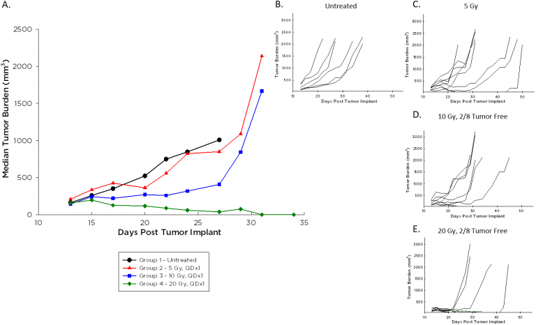 Fig. [#0]} : courbes de croissance médiane et individuelle des tumeurs A20 suite aux radiations par faisceau focal