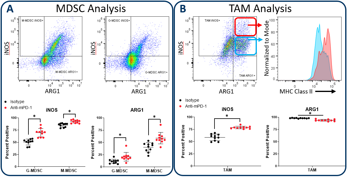 Figure 2. iNOS and arginase 1 analysis in MDSC and TAM subsets.