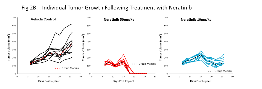 图2B：用奈拉替尼治疗后的个体肿瘤生长