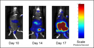 Fig. 1B : images par BLI représentatives de la charge tumorale de C1498-luc-mCherry chez des souris non traitées.