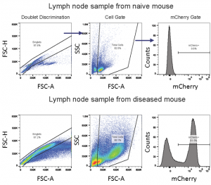Imagen 3: estrategia de gating para citometría de flujo para evaluar células de LMA mCherry+ C1498 en una muestra de ganglio linfático.