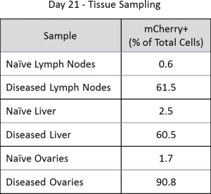 Tableau 2 : pourcentage de cellules LMA C1498-Luc-mCherry+ dans les tissus (n=1).