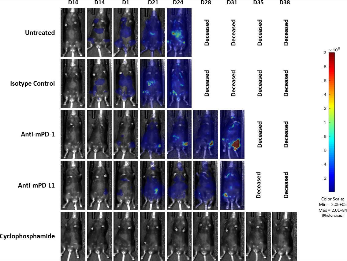 Fig. 4: Representative images of BLI signal in C1498-Luc-mCherry disseminated model in C57BL/6 mice