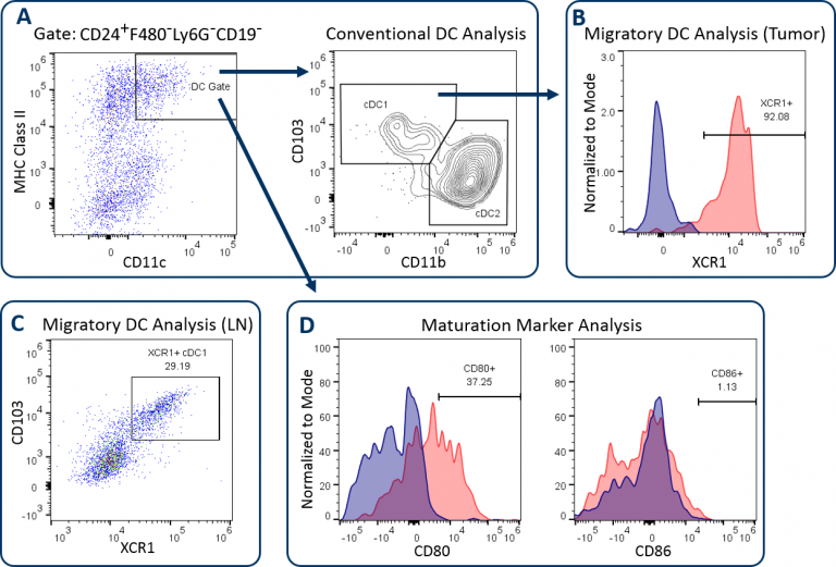 图1：使用CompDC™测试套组分析DC亚群。B16-F10黑素瘤肿瘤来自小鼠。肿瘤来源细胞（A）中的DC1和DC2亚群分析、肿瘤（B）CD103+ DC1细胞中的XCR1表达和来自B16-F10荷瘤小鼠（C）的淋巴结（LN）。共刺激标记物CD80和CD86在全部肿瘤来源DC中的表达（D）。红色峰代表靶标染色的细胞。蓝色峰代表未染色的阴性对照。