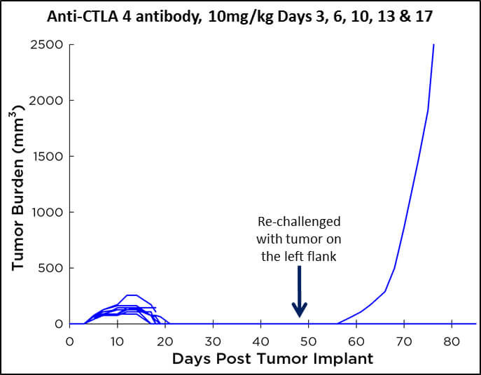 C26小鼠结肠癌生长图