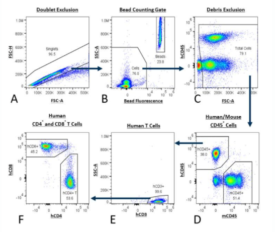 Figura 1: análisis de células T humanas mediante el uso del panel PersistenceTTM. La estrategia de gating comienza con la doble exclusión (A) y luego avanza a la combinación de fluorescencia de microesferas con un gate de recuento de microesferas (B). A continuación, se excluyen los restos (C) y se distinguen las células de ratón de las células humanas mediante el uso de anti-CD45 de ratón con anti-CD45 de humano (D). Se aíslan las células T humanas a través del gating con anti-CD3 de humanos (E) y, finalmente, se determina la cantidad de células T CD8+ y CD4+ humanas (F).