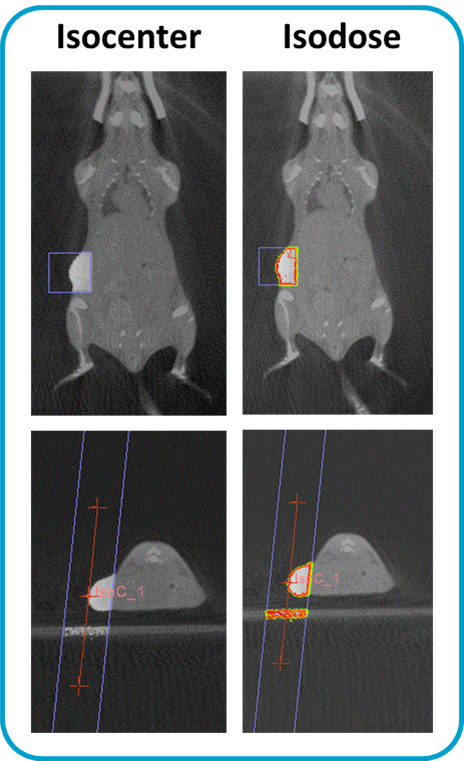 Figure 1 : suite au placement sur le lit de traitement, un CBCT est réalisé en vue de la planification du traitement. La TMD qui en résulte est chargée dans le logiciel de planification du traitement, et un plan de traitement est optimisé pour chaque animal. Cet exemple illustre l'isocentre et l'isodose pour une souris avec une tumeur sous-cutanée.