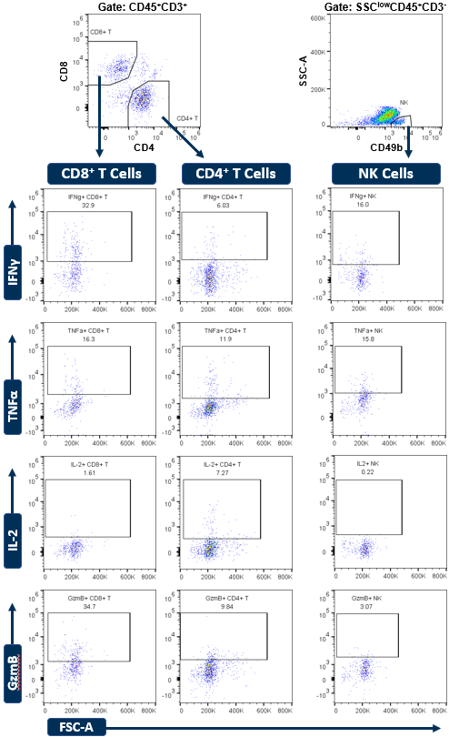 Figure 1: Gating of pro-inflammatory cytokines and granzyme B in lymphocyte subsets by flow cytometry