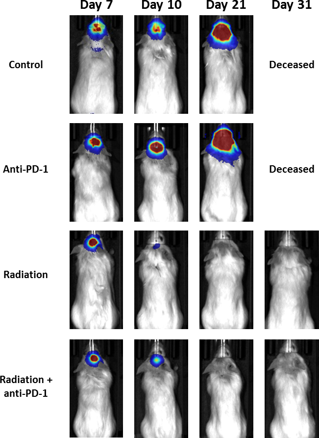 Fig. 2 : GL261-luc orthotopique : images BLI représentatives  au fil du temps