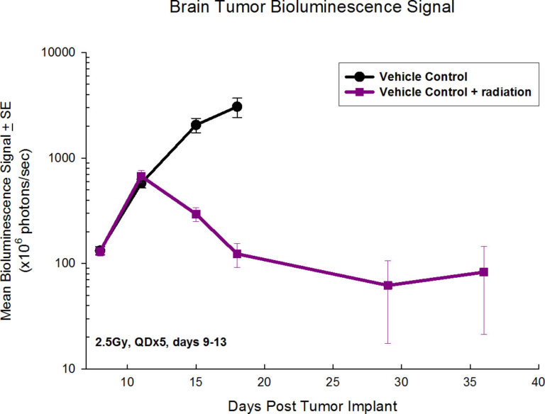 图1：脑肿瘤生物发光信号