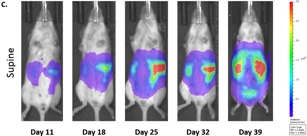 图1C：ID8-luc-mCh-Puro卵巢癌在C57BL/6白化小鼠（1.0×107细胞/小鼠）中的代表性BLI图像。