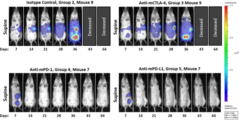 图2：腹膜内ID8-luc：随时间推移的代表性BLI图像