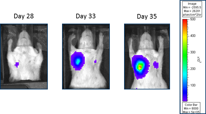 Fig 3 : implant orthotopique de coussinet adipeux mammaire MDA-MB-231-luc-D3H2LN - Ganglions lymphatiques