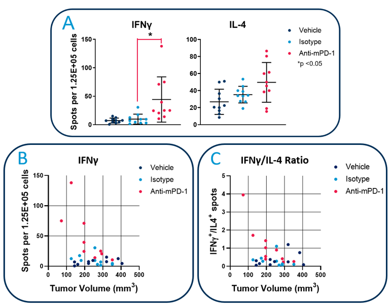 图2：Hepa1-6-luc荷瘤小鼠的抗肿瘤免疫力FluoroSpot分析。对具有已建立Hepa1-6-luc肿瘤的C57BL/6小鼠给予抗PD-1或同种型对照抗体。将来自200µL外周血的白细胞与辐照的Hepa1-6-luc细胞一起培养。A）使用CTL ImmunoSpot® S6通用分析仪对IFNγ和IL-4分泌细胞的频率进行定量测量。B) 分析每只小鼠中产生IFNγ的细胞频率与肿瘤体积的关系。C). 通过测量产生IFNγ/IL-4的细胞的比例评估每只小鼠中的Th1/Th2平衡。