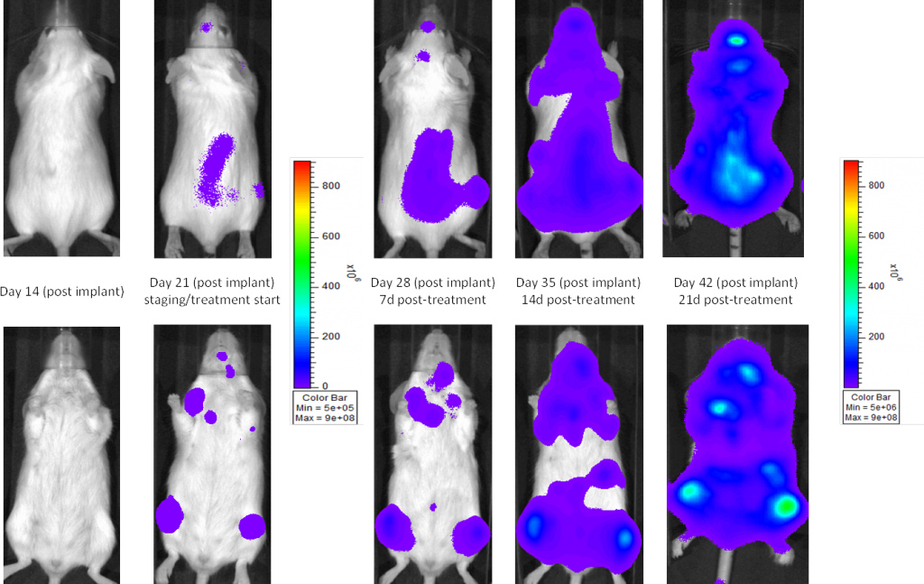 Fig. 1: mieloma múltiple humano MM.1S-pMMP-LucNeo en ratones SCID beige: imágenes representativas de la evolución de la enfermedad - Control de medio