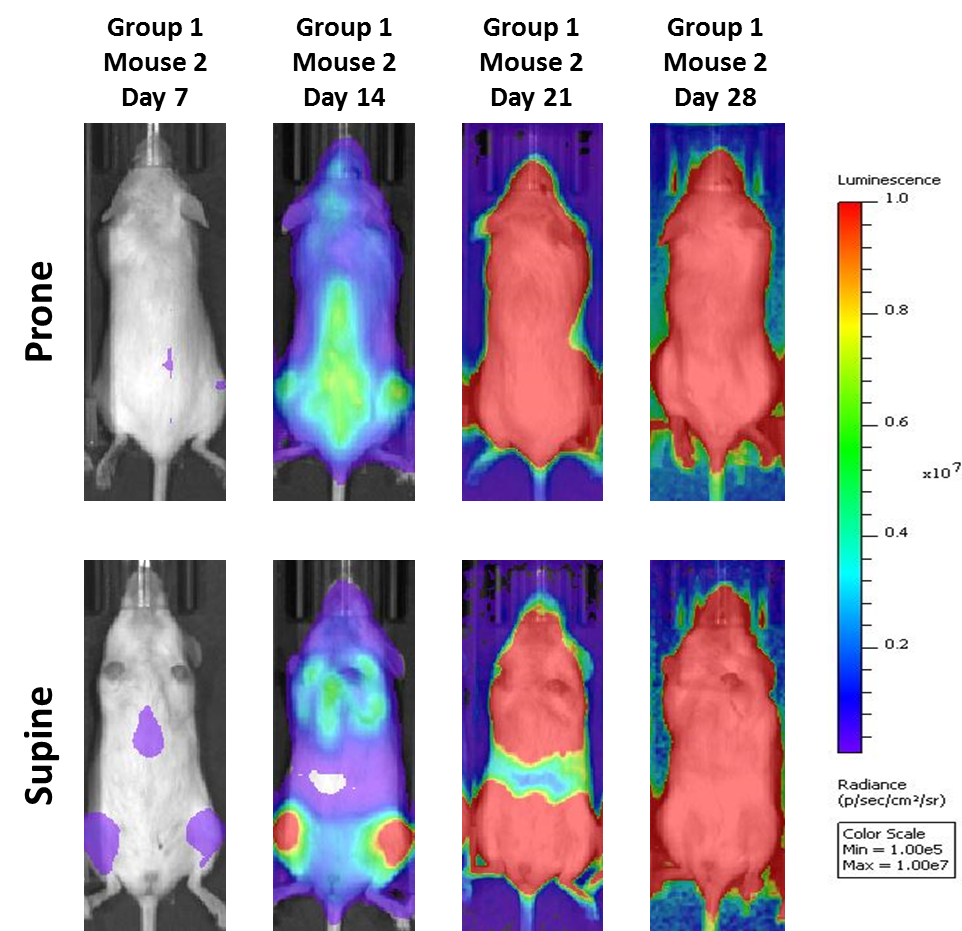 Fig. 2: mieloma múltiple humano MM.1S-pMMP-LucNeo en ratones NSG: imágenes representativas de la evolución de la enfermedad - Control de medio