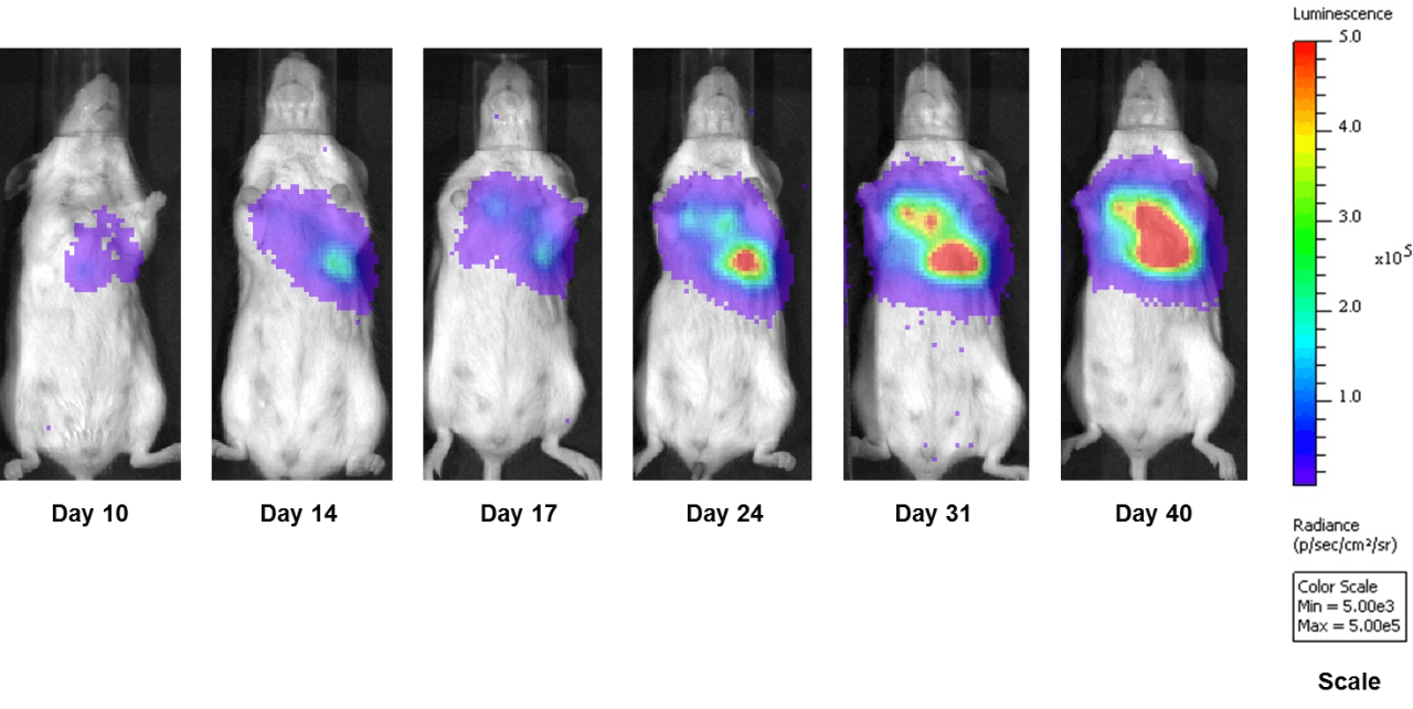 Fig. 3 : imagerie par bioluminescence de cellules A549-luc orthotopiques implantées directement dans le poumon