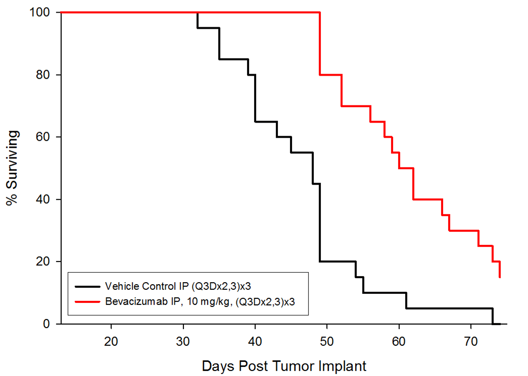 Fig. 4 : survie globale après implantation de cellules orthotopiques A549-luc orthotopiques et traitement avec Bevacizumab