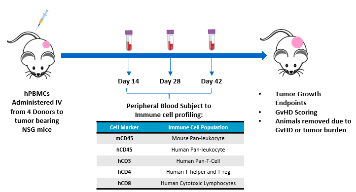 图1 - 评估MiaPaca-2荷瘤NSG小鼠hPBMC植入的实验设计。