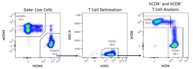 Figure 4 : exemple de stratégie de restriction pour la détection de cellules immunitaires humaines chez les souris NSG reconstituées avec des hPBMC.
