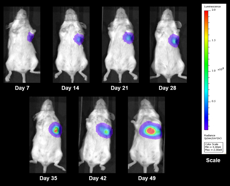 Fig. 8 : images représentatives par BLI de NCI-1703 en implantation orthotopique
