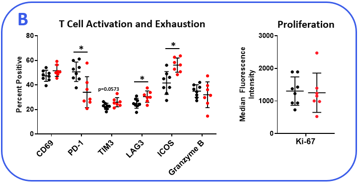 T Cell Activation and Exhaustion graph and Proliferation Graph