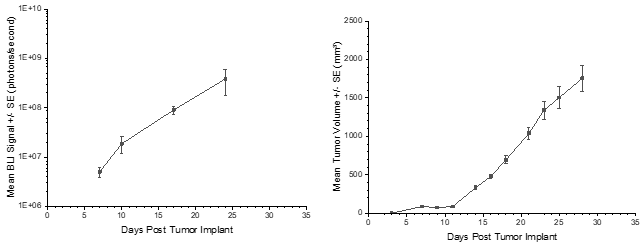 Abbildung 3: PC-9-Luc mittleres BLI-Signal für das Fortschreiten der metastasierenden Erkrankung; Abbildung 4: PC-9-Luc mittleres Wachstum des Primärtumors (SC)