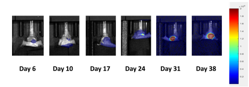 Imagen  2: Imágenes representativas de evolución de enfermedad cerebral metastásica de PC-9-Luc
