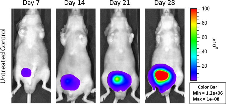 Fig 1 : carcinome de la prostate humaine orthotopique PC-3M-Luc-C6 - Images représentatives de la progression de la maladie - Contrôle non traité