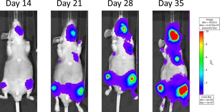 Abbildung 4: Metastasierender PC-3M-Luc-C6 Menschliches Prostatakarzinom - Repräsentative Bilder des Krankheitsverlaufs - Trägerkontrolle