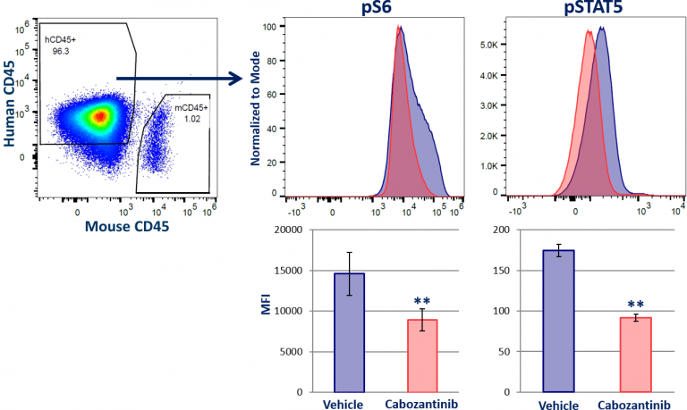 图1：STAT5和MAPK信号传导的实体瘤磷酸化流式分析。