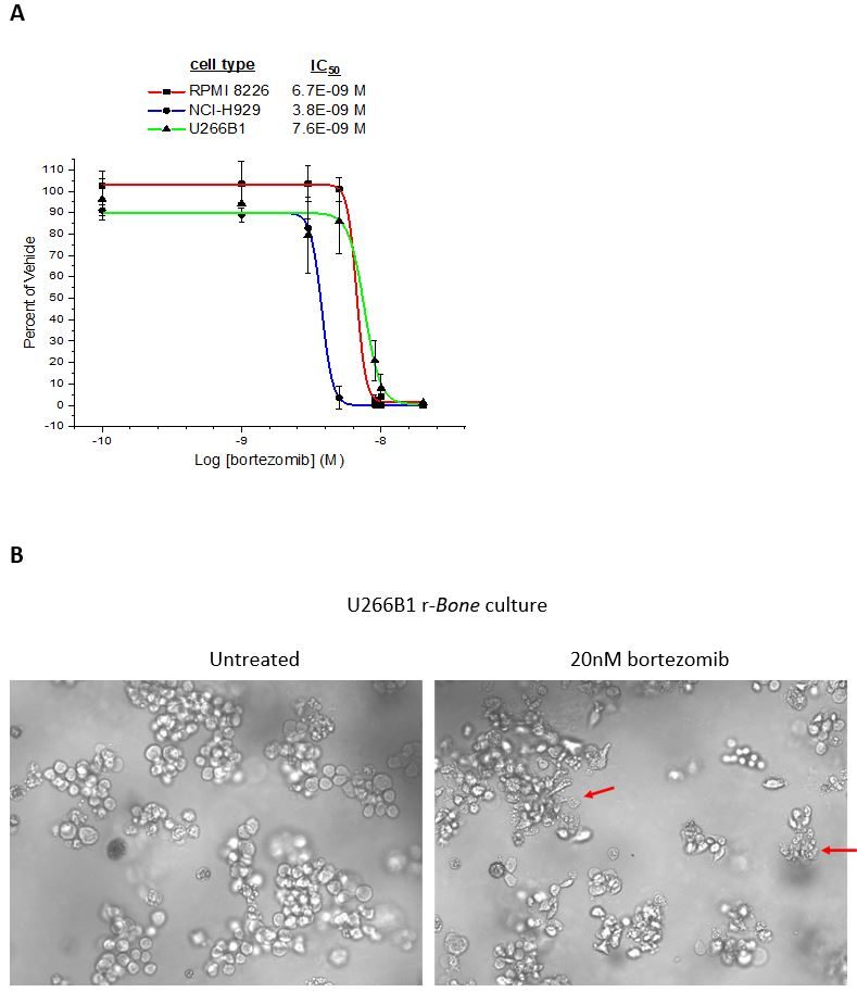 图3：硼替佐米对r-Bone培养基中骨髓瘤细胞增殖的抑制