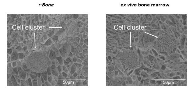 図 2：r-Bone の細胞外基質構造は Ex vivo の組織と区別がつかないほどよく似ている