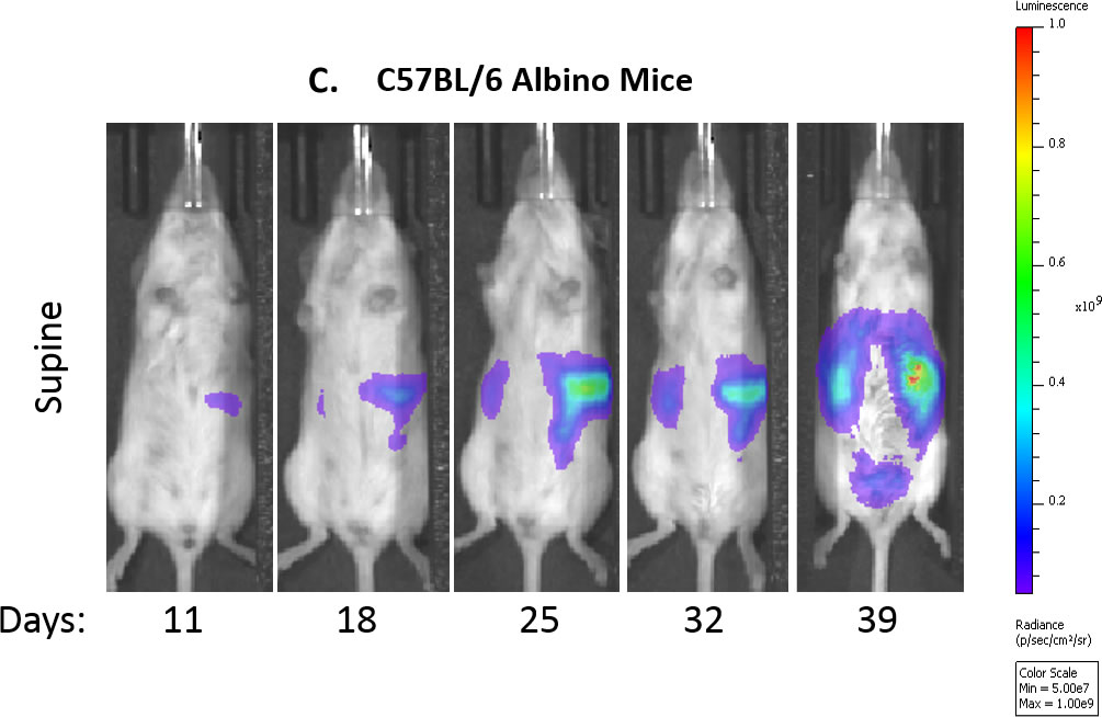 Fig. 1C: imágenes representativas por bioluminiscencia de un ratón de control a lo largo del tiempo.