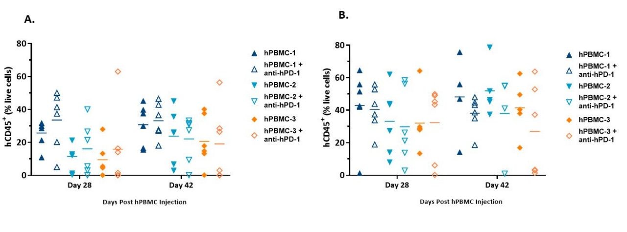 图3. 从给予hPBMC并携带MiaPaCa-2 (A)或A549 (B)异种移植物的NSG小鼠的全血中检测到的hCD45+细胞的植入。